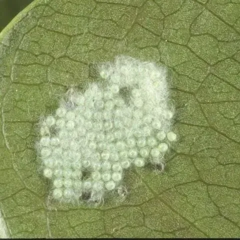 thumbnail for publication: Southern Armyworm, Spodoptera eridania (Stoll) (Insecta: Lepidoptera: Noctuidae)